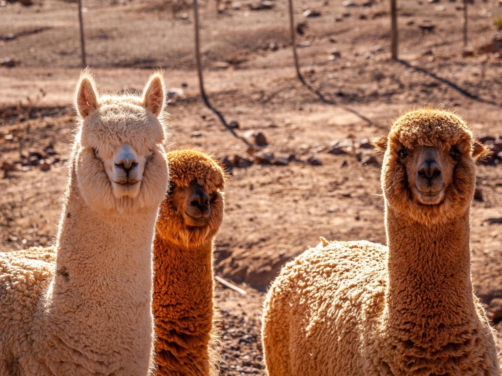 LaingsburgRooilande Guest Farmアパートメント エクステリア 写真
